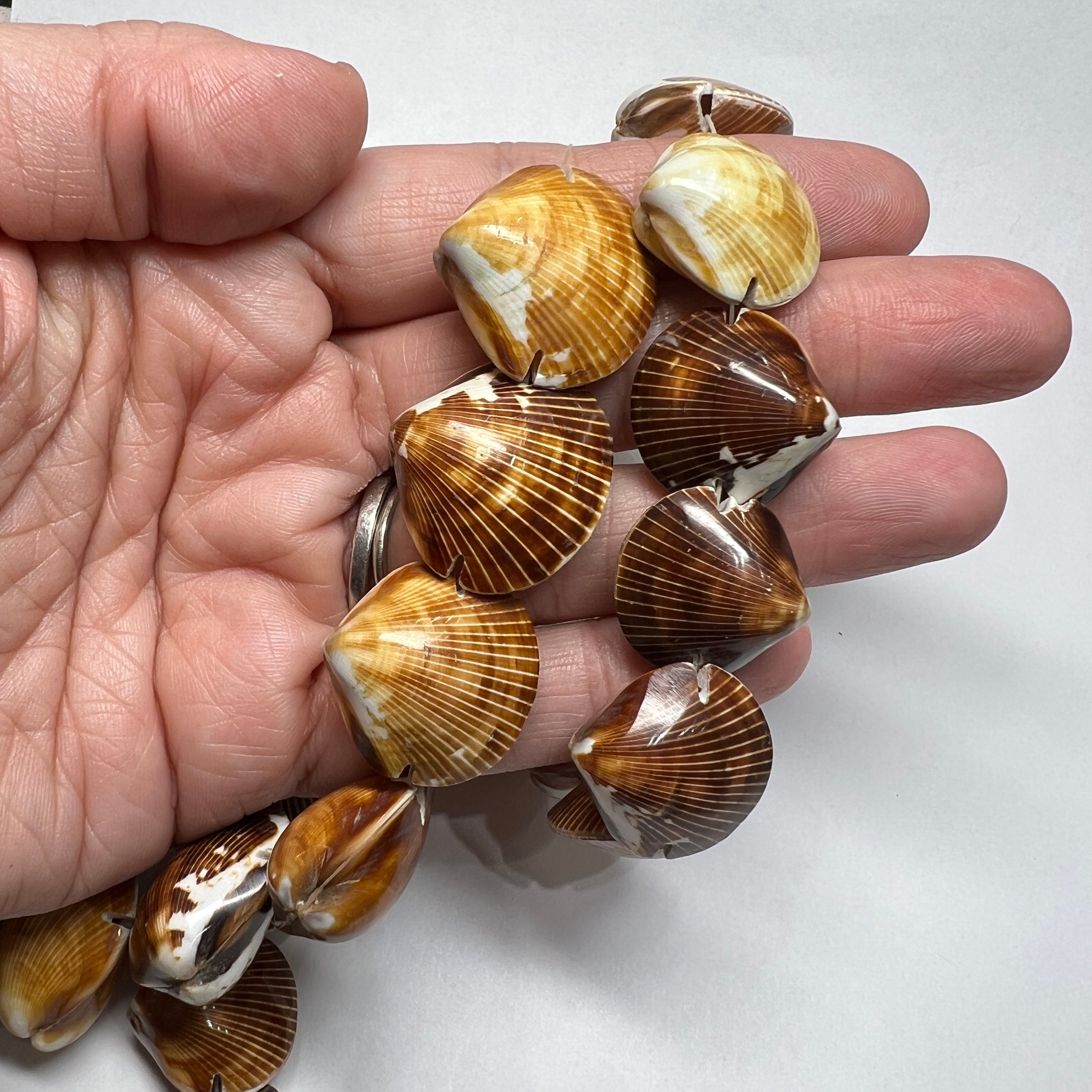 Cockle Shells