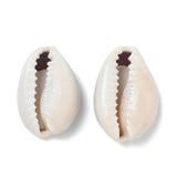 zoomed in view of two natural cowrie shell beads over white background. 