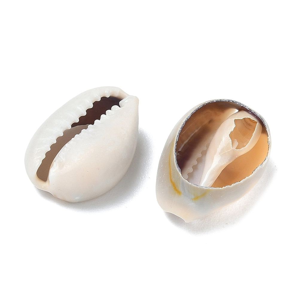 zoomed in view of front and back of natural cowrie shell beads over white background. 