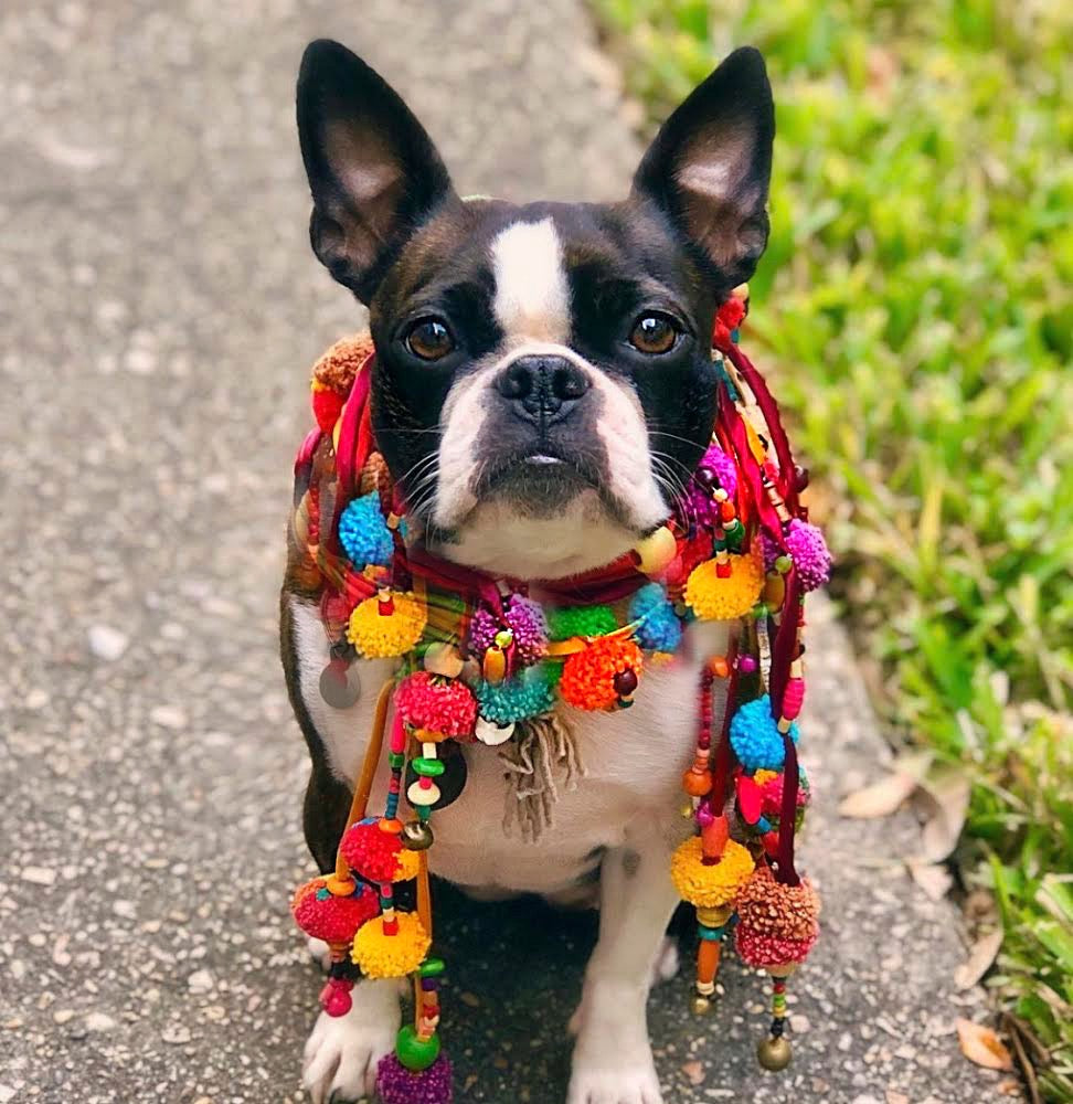 Stella Pin: Supporting The Humane Society of Louisiana