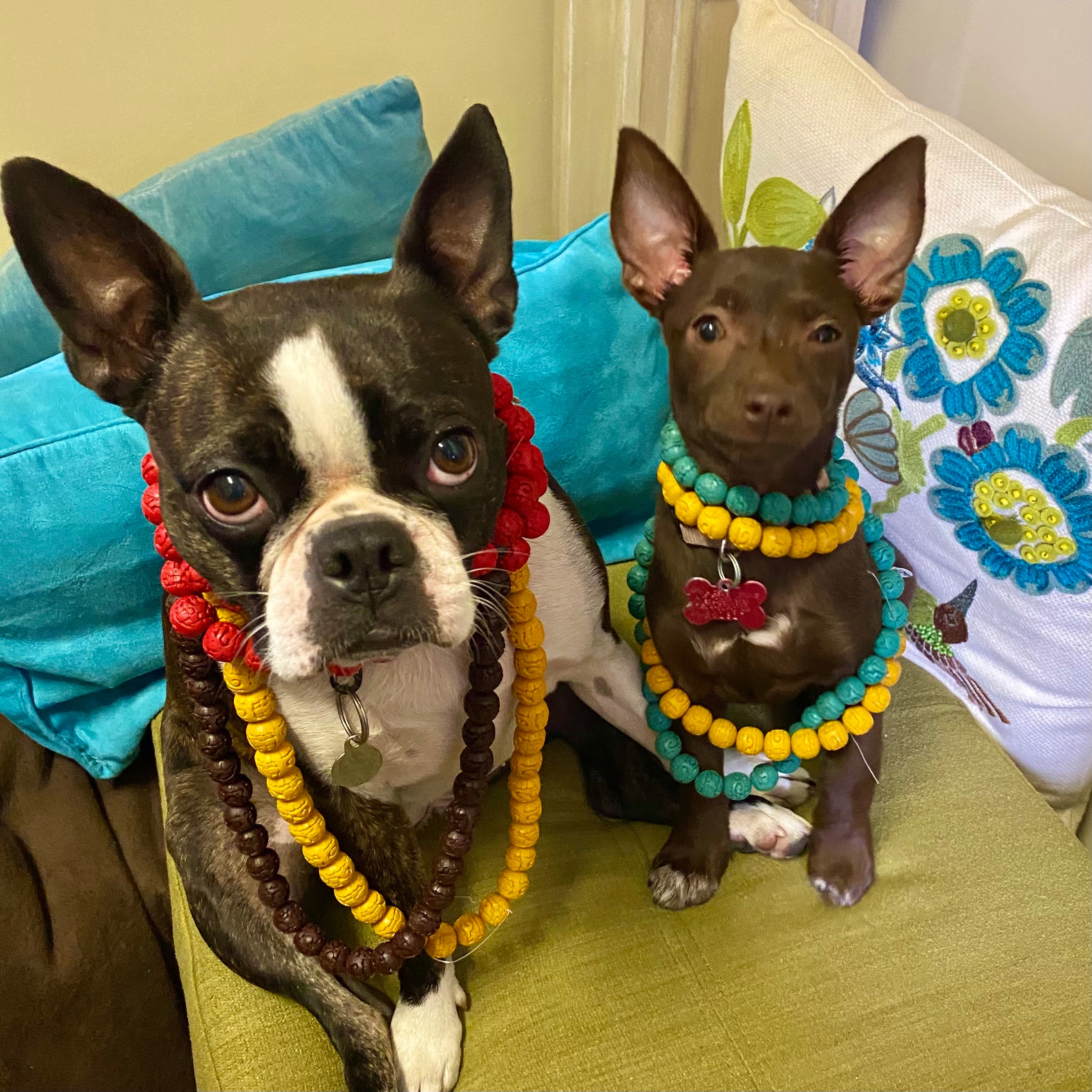 Stella Pin: Supporting The Humane Society of Louisiana