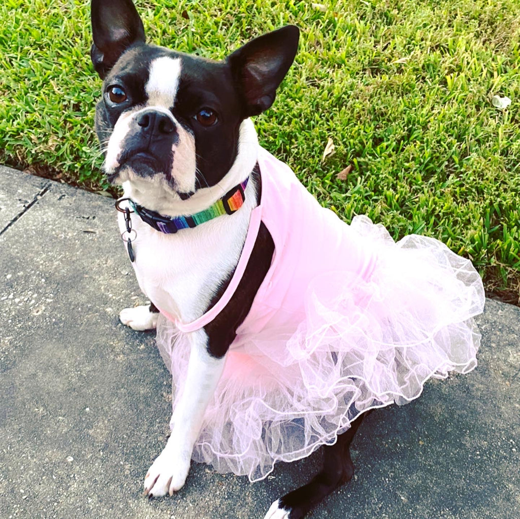 Stella Pin: Supporting The Humane Society of Louisiana