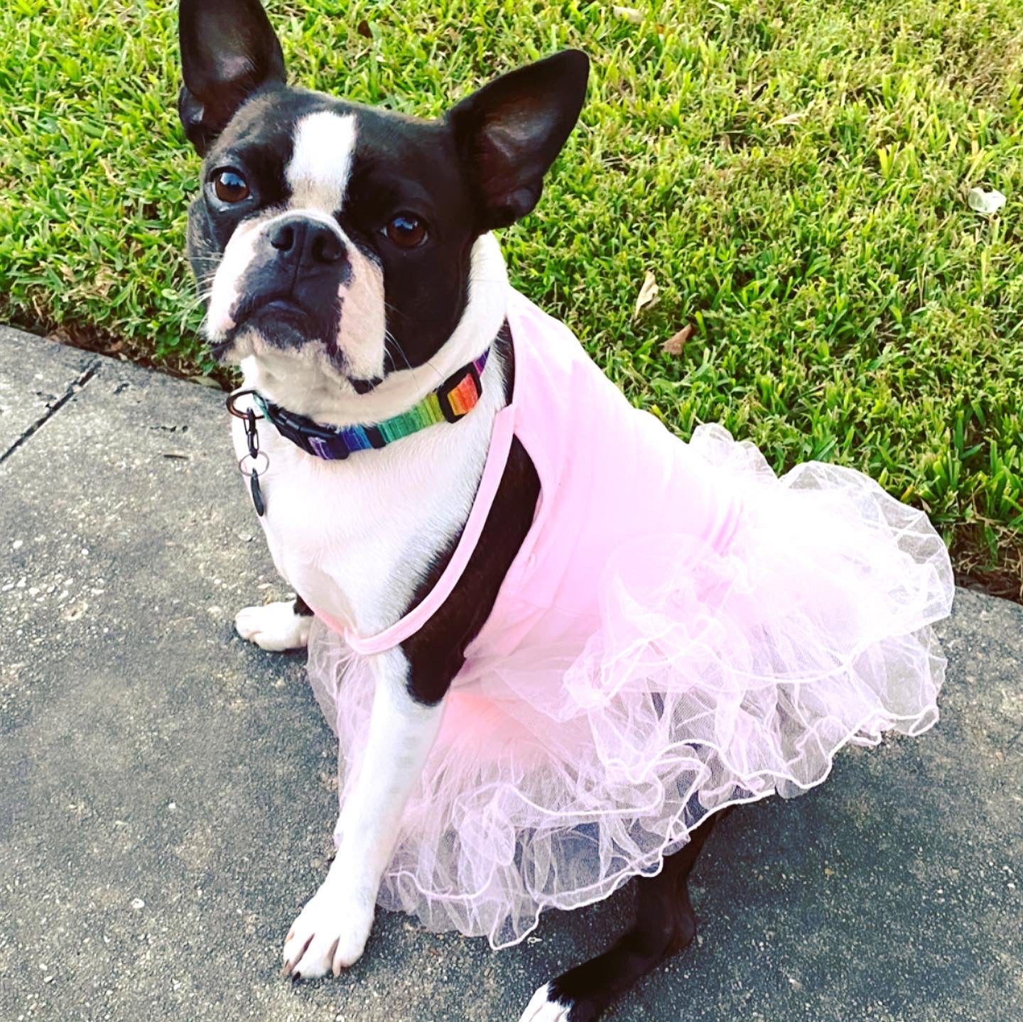 Stella Pin: Supporting The Humane Society of Louisiana