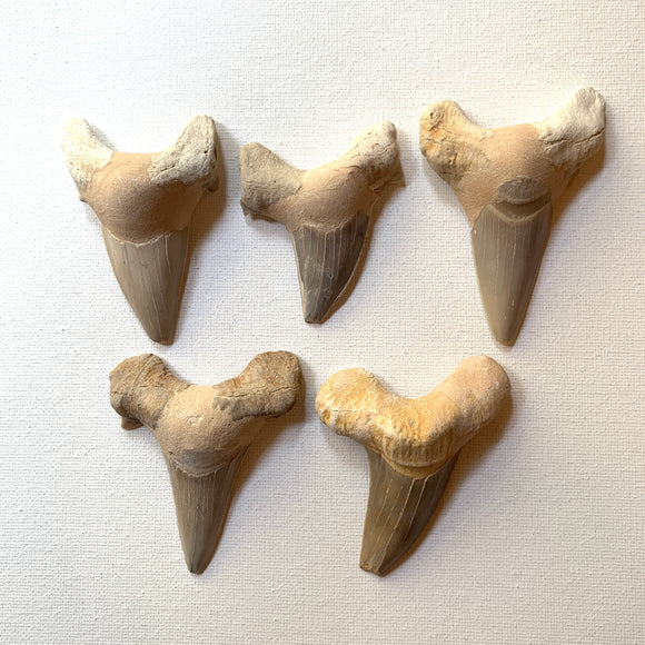 Megolodon Tooth