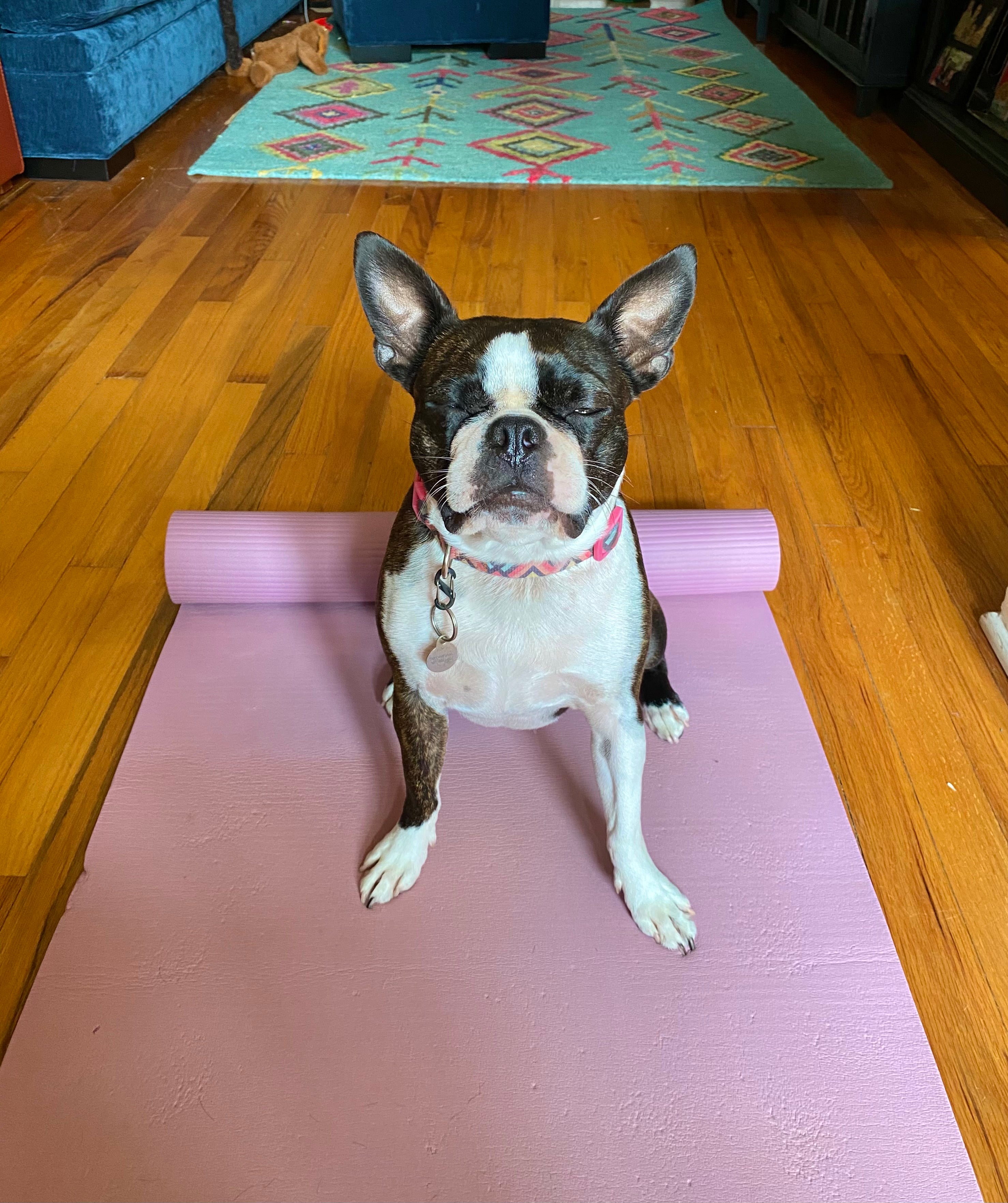 Stella Pin: Supporting The Humane Society of Louisiana