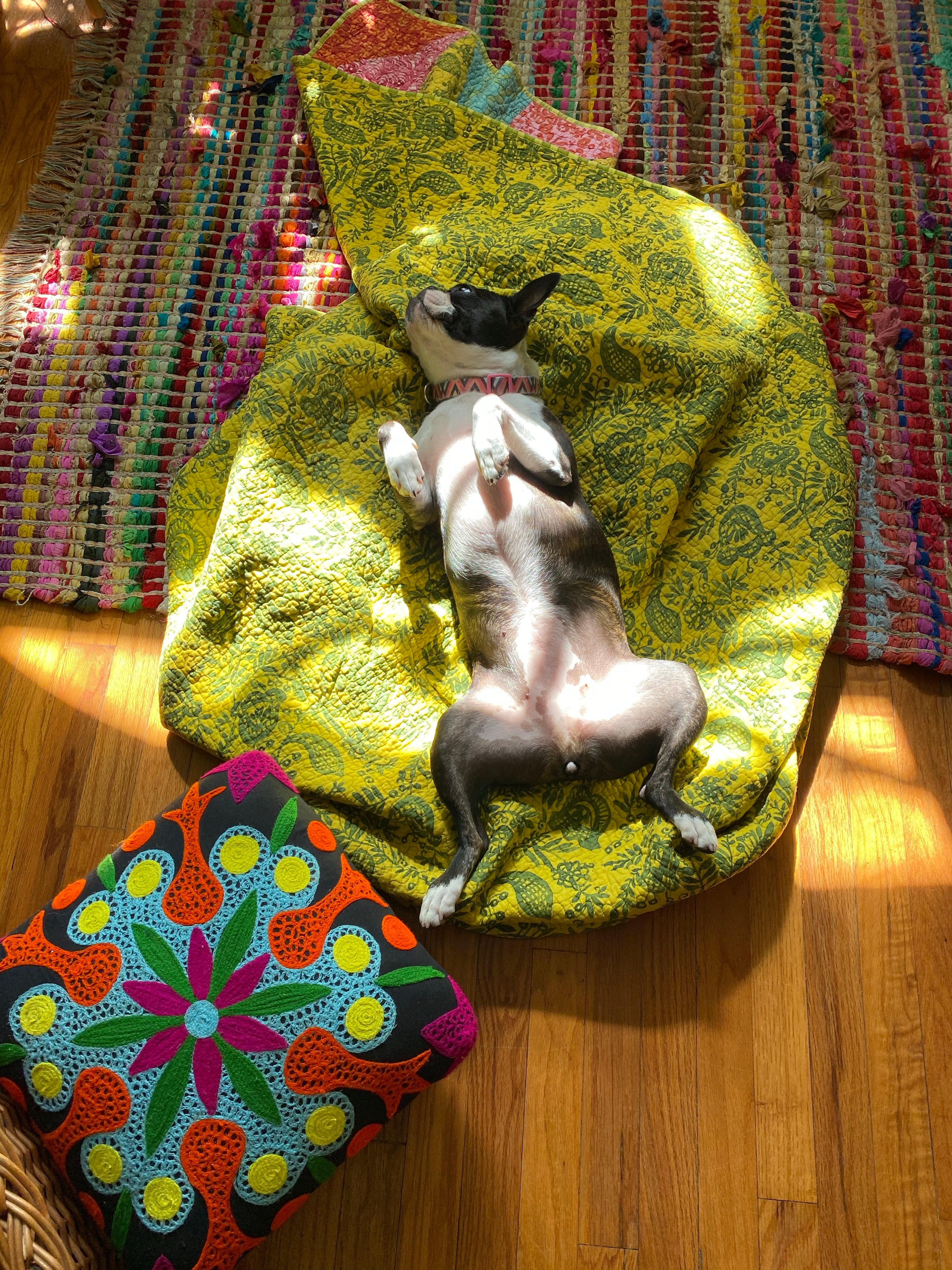 Stella Pin: Supporting The Humane Society of Louisiana