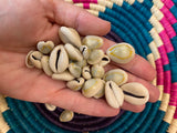 Undrilled Natural Cowrie