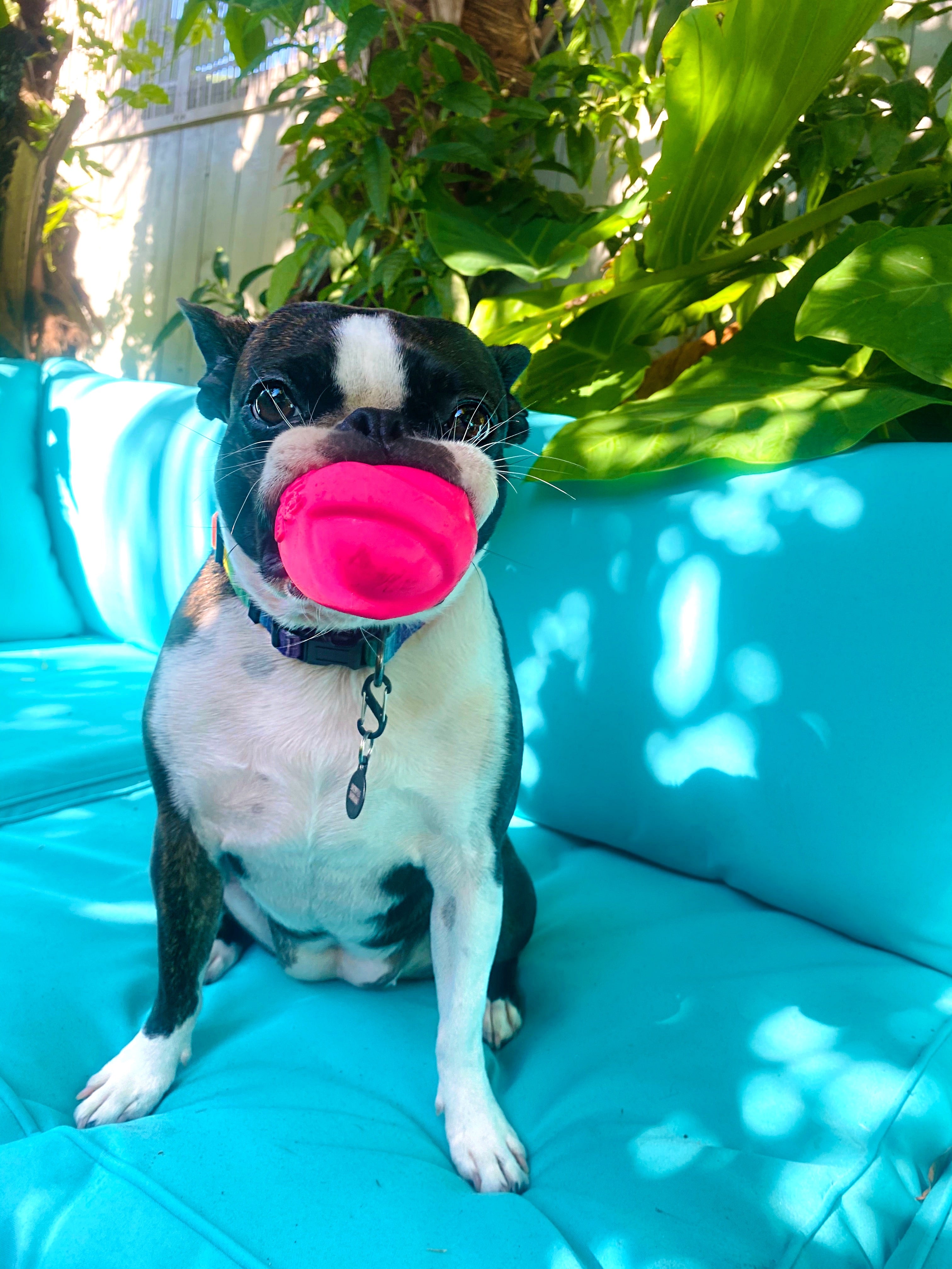 Stella Pin: Supporting The Humane Society of Louisiana